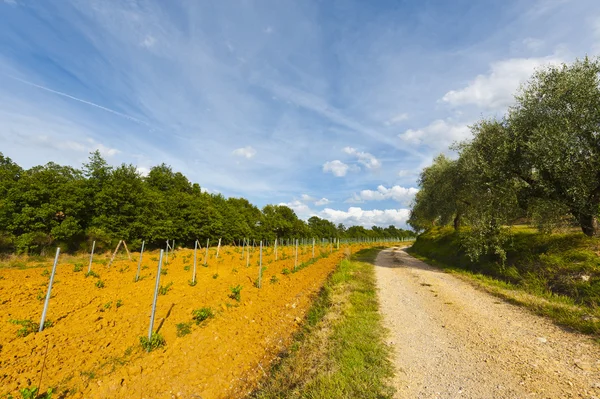 Dirt Road en Italia —  Fotos de Stock