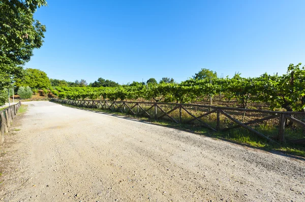 Carretera entre viñedos —  Fotos de Stock