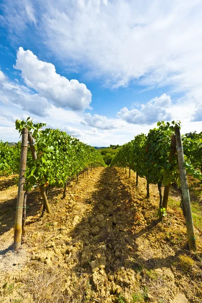 Vigneto in autunno — Foto Stock