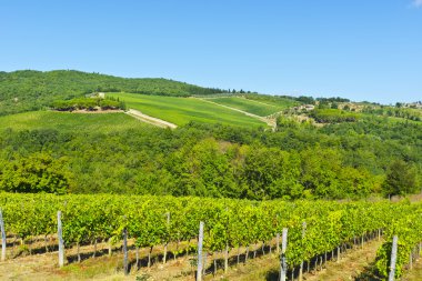 Sonbaharda üzüm bağları