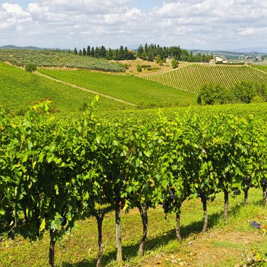 Sonbaharda üzüm bağları