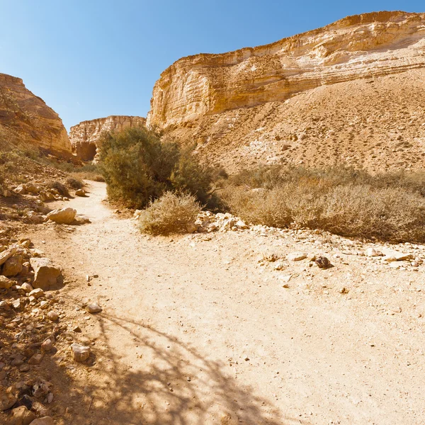 Canyon En Avedat — Stock Photo, Image