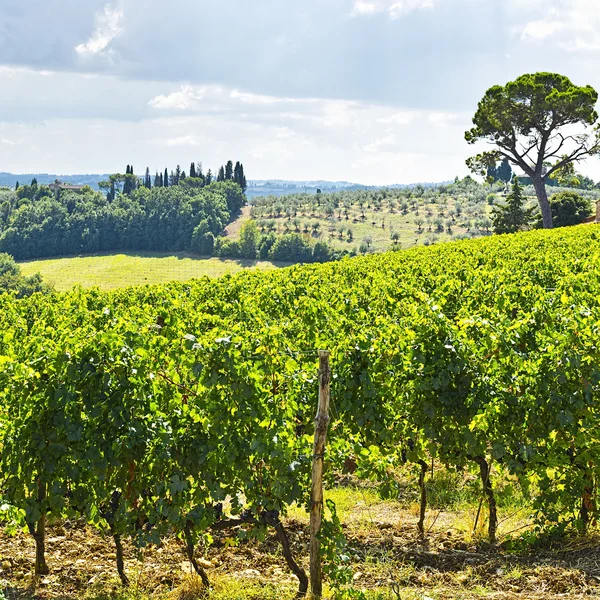 Vineyards in the Autumn — Stock Photo, Image