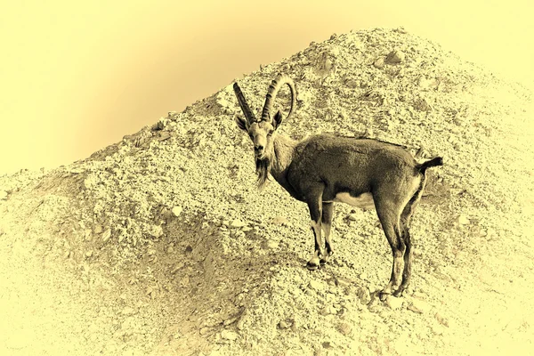 Ibexe in Israël — Stockfoto