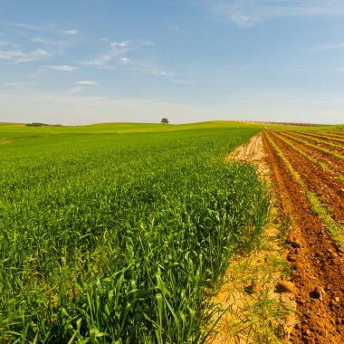 İsrail'den alanında 