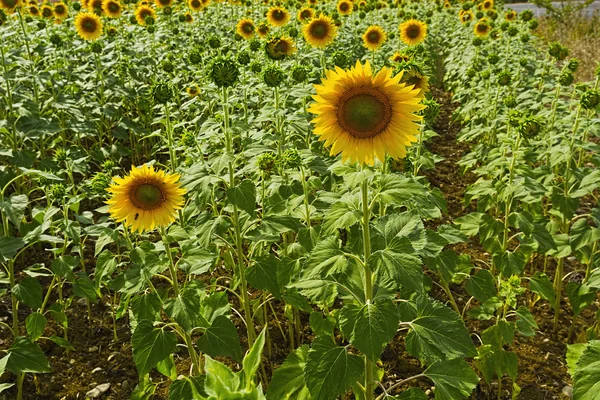 Олія соняшникова плантації в Італії — стокове фото