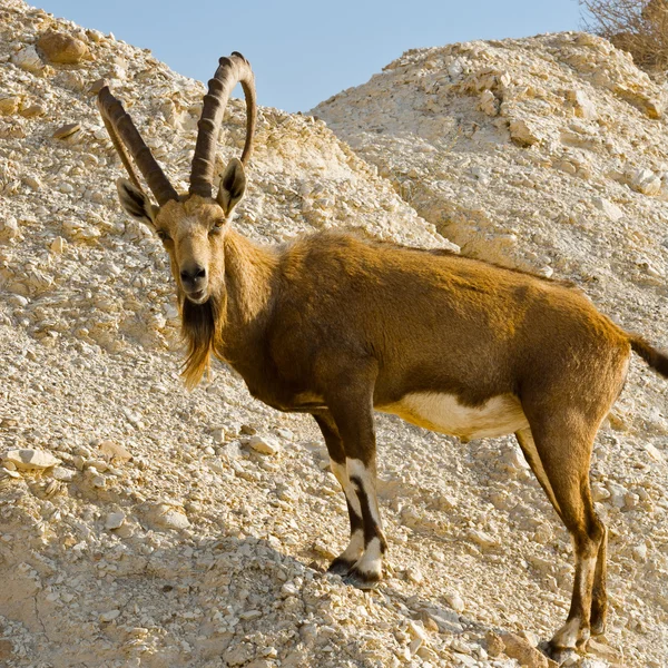 Ibexe in Israël — Stockfoto