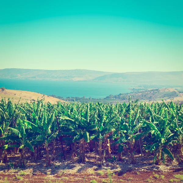 Piantagione di banane in Israele — Foto Stock