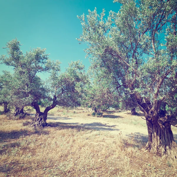 Olijfboomgaard in Israël — Stockfoto