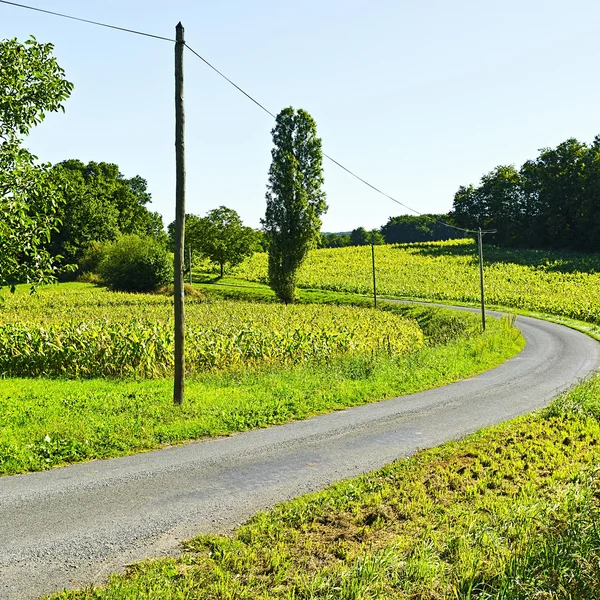 Plantación de maíz — Foto de Stock