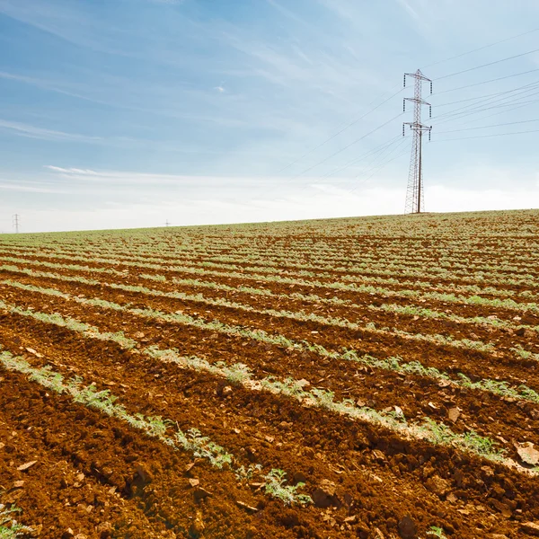 Carote in Israele — Foto Stock