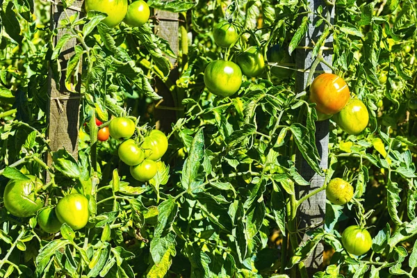 Tomates en el huerto — Foto de Stock