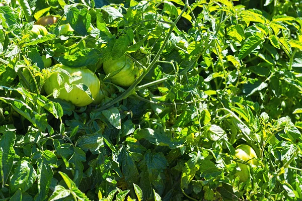 Tomates en el huerto — Foto de Stock