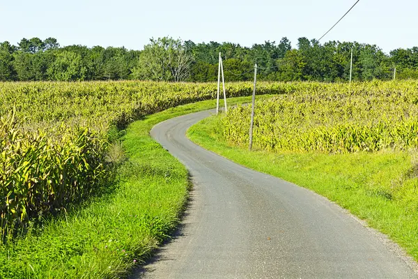 Plantation of Corn — Stock Photo, Image