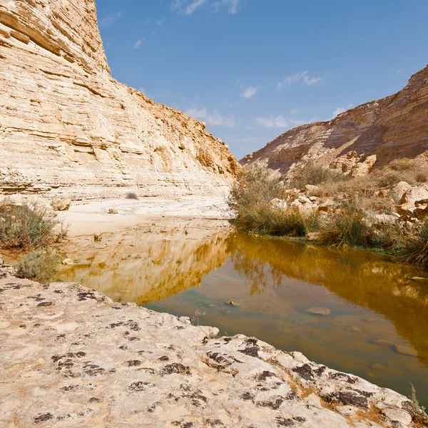 Canyon in woestijn — Stockfoto