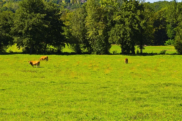 Betande kor i Frankrike — Stockfoto