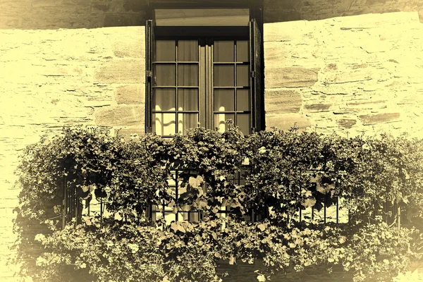 Окна с цветами — стоковое фото