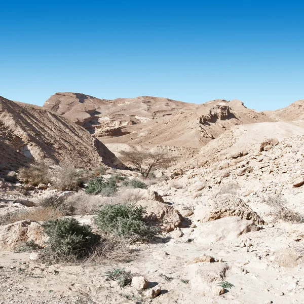 Negev Desert in Israel — Stock Photo, Image