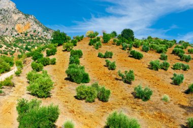İspanya Olive grove