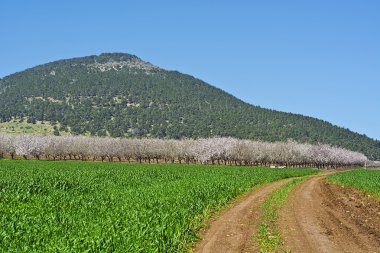 Mount Tabor İsrail