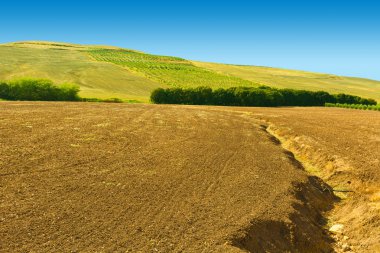 Zeytin ağaçları tepelerde