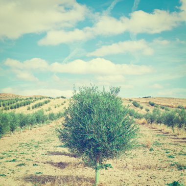 İspanya Olive grove