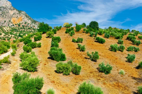 Olive Grove em Espanha — Fotografia de Stock