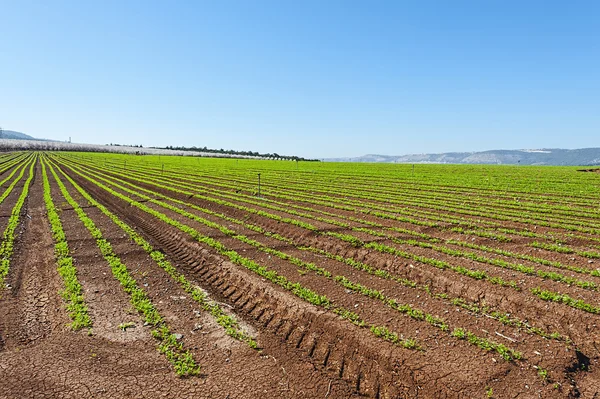 Morötter i Israel — Stockfoto