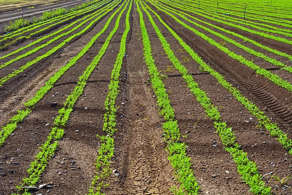 Karotten in Israel — Stockfoto