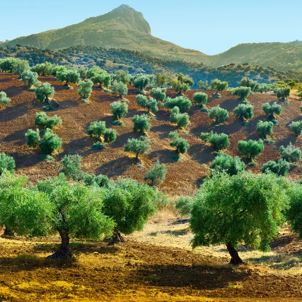 Olive Trees in Spain — Stock Photo, Image