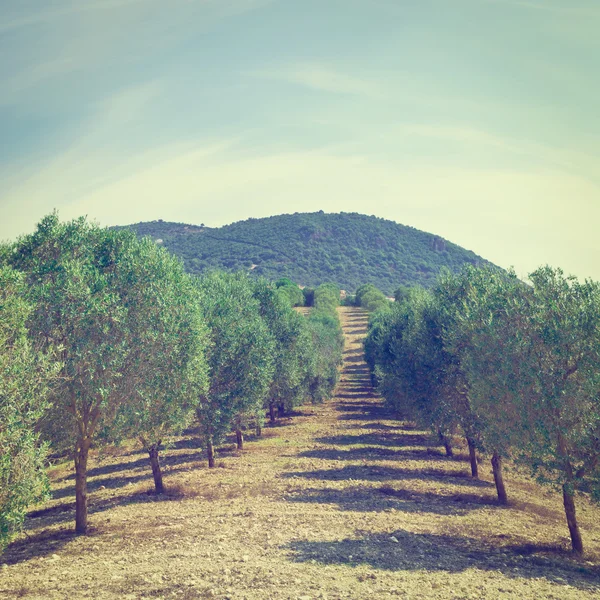 在西班牙的橄榄树林 — 图库照片