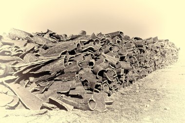Corkwood kurutma 