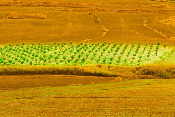 Olive Trees on the Hills — Stock Photo, Image