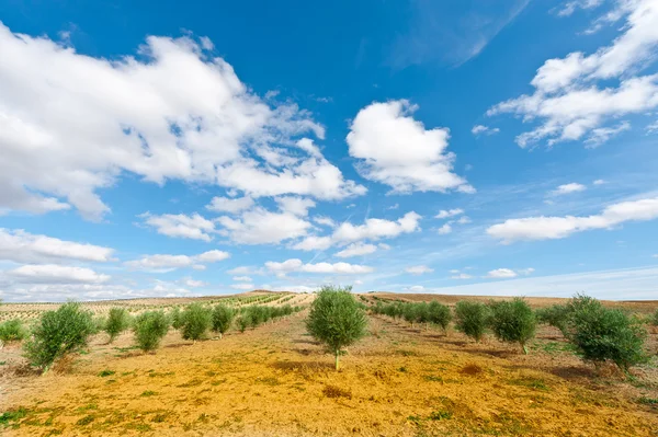 Oliveto in Spagna — Foto Stock