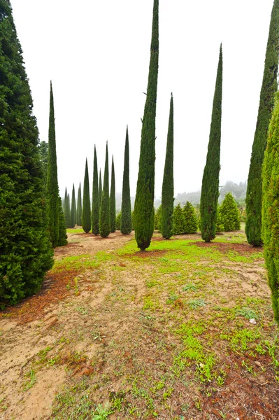 Nursery Garden In Italy — Stock Photo, Image