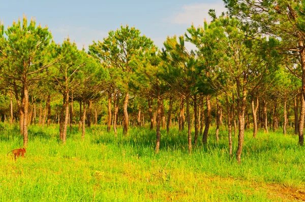 Bosque de coníferas en Italia — Foto de Stock