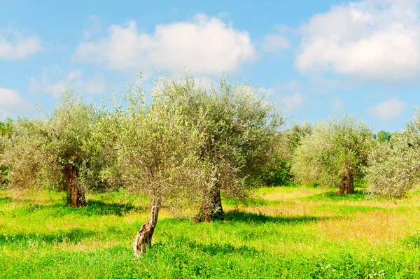 Oliveto in italia — Foto Stock