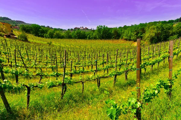 Vineyard in Italy — Stock Photo, Image