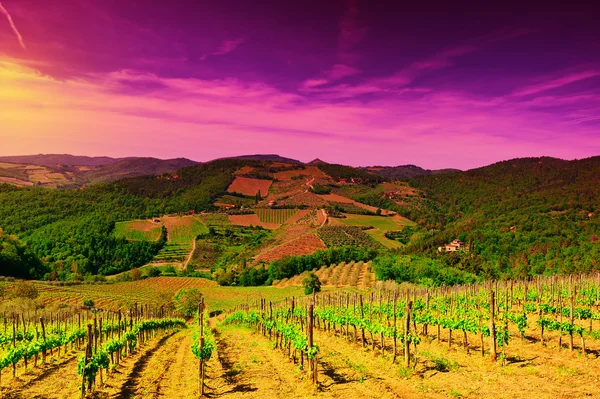 Vineyard in Italy — Stock Photo, Image