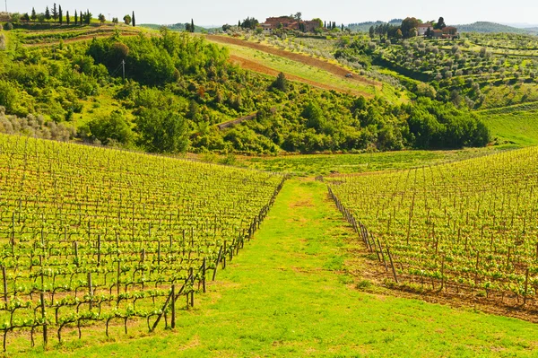 Vingård i Italien — Stockfoto