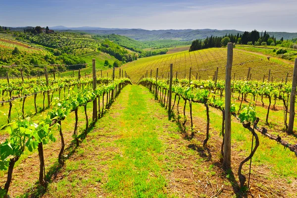 Viñedo en Italia — Foto de Stock