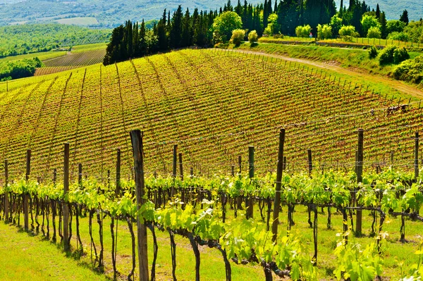 Vineyard in Italy — Stock Photo, Image