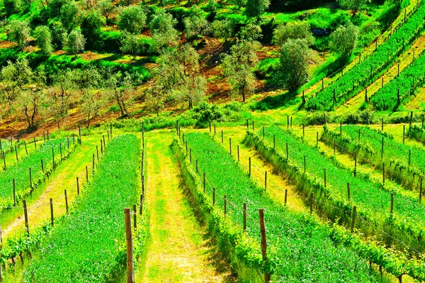 Vineyard in Italy — Stock Photo, Image