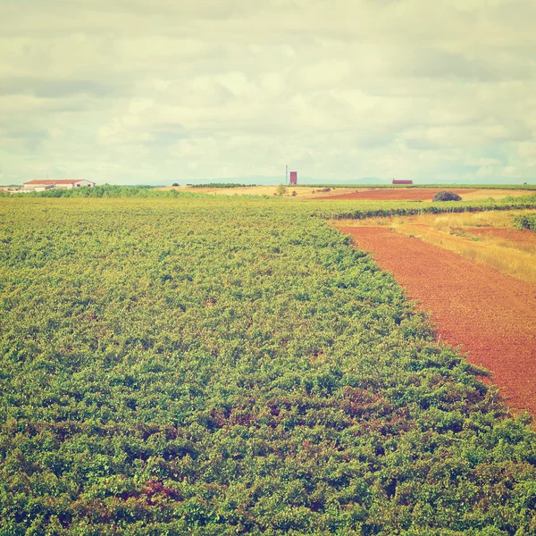 Fält i Portugal — Stockfoto