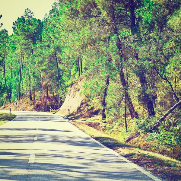 Forest Road w Portugalii — Zdjęcie stockowe