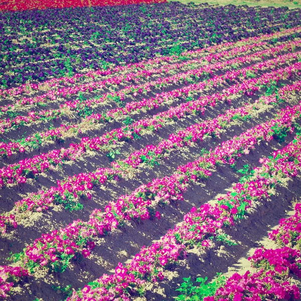 Camas de flores en Francia — Foto de Stock