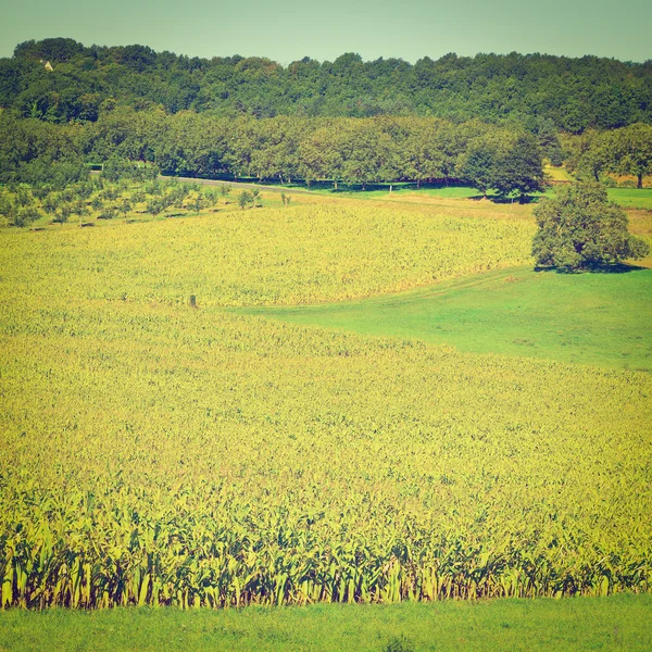 Plantation of Corn — Stock Photo, Image