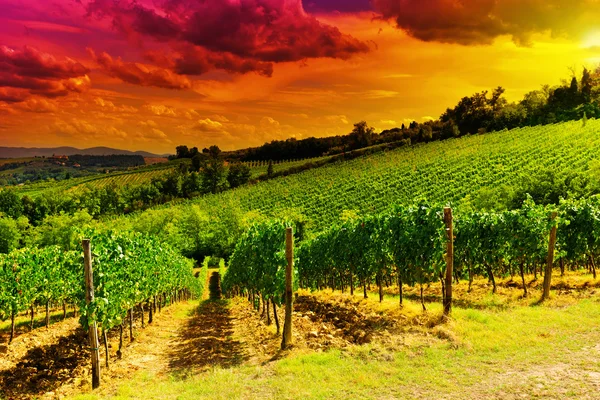 Vignobles au coucher du soleil — Photo