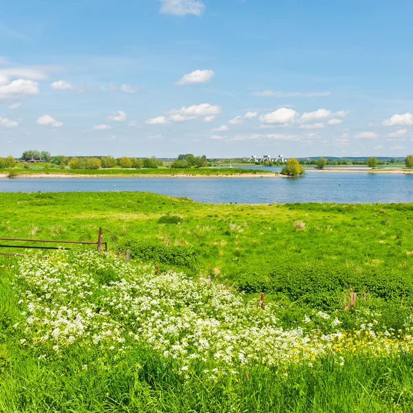 オランダの牧草地します。 — ストック写真