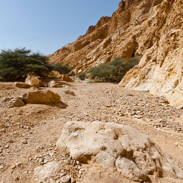 Árvores verdes no deserto — Fotografia de Stock